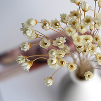 Bouquet de fleurs séchées éternelles DIY - Mini marguerites étoilées brésiliennes écologiques longue durée pour la maison, la Saint-Valentin et Noël