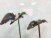 Promotion Flash Leurre de Canard Colvert Artificiel Électrique avec Ailes Rotatives pour Chasse, Fabriqué en Matériau PE