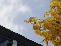 Grand arbre artificiel de ginkgo jaune de 7 m de haut pour la décoration de restaurant, plantes et arbres artificiels de ginkgo jaunes