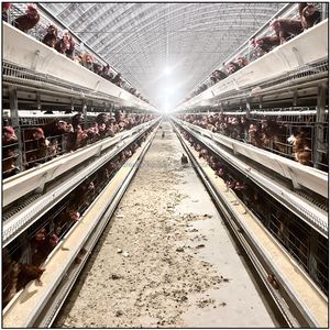 Jaula de 160 capas para gallinas ponedoras, jaulas tipo A para pollos de engorde, jaula para gallinas ponedoras, gallineros para cría de gallos y gallinas. - Product Image 6
