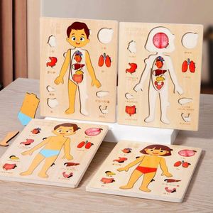 Puzzle en bois d'anatomie humaine, ensemble de jeu éducatif de la structure du corps humain, jouet de dessin animé DIY pour enfants - Product Image 2