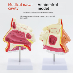Mô hình giải phẫu mũi cho cấu trúc vòm họng mũi họng đào tạo y tế Ent phần sagittal của mũi miệng - Product Image 5