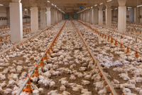 Comment élever un poulet de chair avec moins de travail Ligne d'alimentation et d'abreuvement automatique
