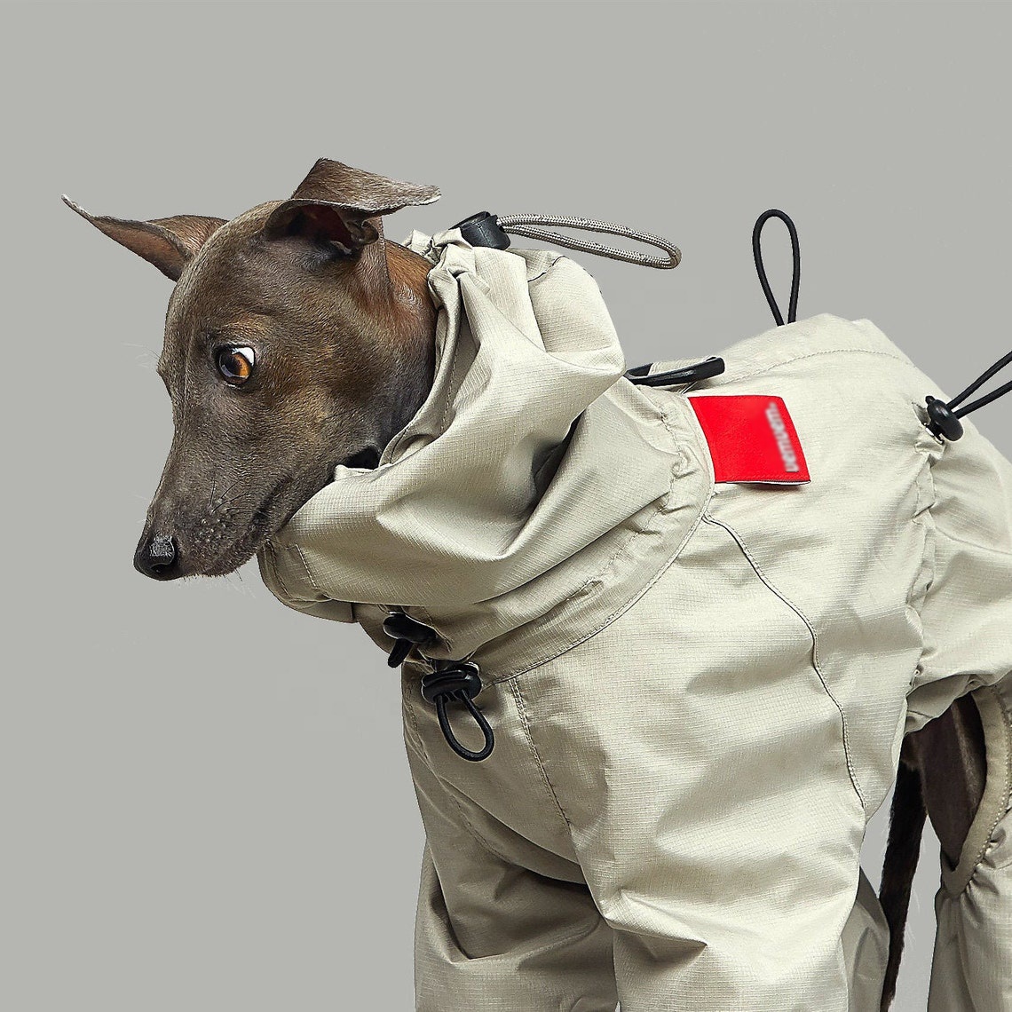 Waterkleurenportret Van De Kleine Italiaanse Greyhound-hond Met Een Blauwe Jas Handgeschilderd Hand Geschilderd Wand Op Wit Image170414864