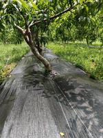 Rouleau de tissu de protection contre les mauvaises herbes tissé en PP résistant aux UV pour le jardin et l'agriculture