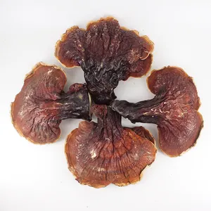 Precio al por mayor de fábrica Extracto de Ganoderma Lucidum/Lingzhi/ Reishi/Polvo de esporas de Ganoderma Lucidum