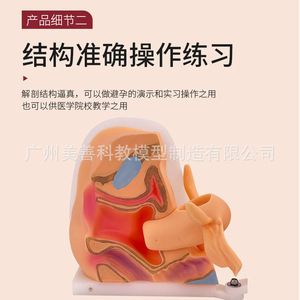 Modèle de contraception féminine, anatomie du col de l'utérus, vagin, ovaires, examen gynécologique, enseignement sur la confidentialité reproductive - Product Image 3