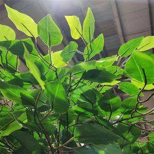 Árbol Artificial Decorativo de Ficus/<span class=keywords><strong>Benjamin</strong></span> de Plástico Económico, Ecológico, para Uso en Interiores/Exteriores, Vida Útil de 8-10 Años, Altura Ajustable - Product Image 2