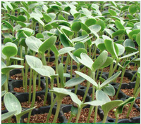 Plateaux de semis robustes en plastique noir, écologiques, 540x280mm, 1.0mm d'épaisseur, 50 alvéoles profondes