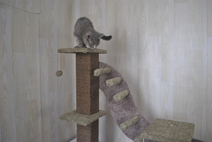 Multi MDF Plate Artificial Tree <strong>Cat</strong> Private Label Long Pet <strong>Cat</strong> <strong>Wall</strong> <strong>Shelves</strong> - Product Image 6