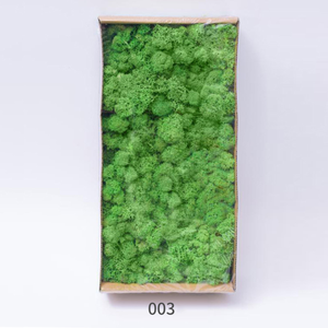 ¡Venta al por mayor! alfombra <span class=keywords><strong>vertical</strong></span> de césped musgo <span class=keywords><strong>artificial</strong></span> de color natural mezclado para decoración de paredes - Product Image 2