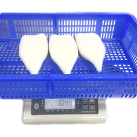Prix des tubes de calmar frais U4 U5, emballage en vrac, tubes de calmar géants Loligo Illex avec peau