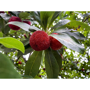 Prunes rouges sucrées et acidulées, 100% naturelles et biologiques, 3 cm, fruits frais de Chine, stockage réfrigéré, durée de conservation de 30 jours - Product Image 4