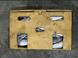 P1136 ים מקרל קפוא באיכות גבוהה מיצרן מקרל קפוא 200 משקל משתנה-250 גרם - Product Image 6