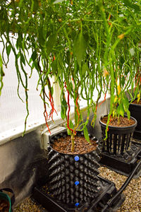 Macetas de Podación Aérea de Alta Calidad de 50 y 100 Galones para Viveros, Granjas, Plantas Grandes y Árboles de <span class=keywords><strong>Olivo</strong></span> - Product Image 5