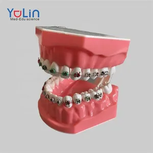 Modelo Dental estándar de fábrica con soporte, modelo dental de 28 dientes para enseñanza y dentista