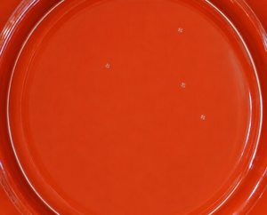 Revêtement imperméable hybride en polyuréthane, peinture protectrice élastomère sans joint pour les projets de construction de toitures et de doublures de sous-sols - Product Image 1