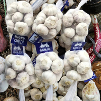 2025 Nieuwe Gewas Optimale Verse Knoflook Groothandelsprijs Import/Export Uit China Aljo Alho Ail Knoflook Leveranciers