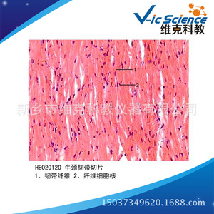 Bovine cervical ligament section, connective tissue, animal and plant specimen sections, <b>microscope</b> slides, higher education - Product Image 5