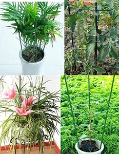 <span class=keywords><strong>Support</strong></span> de plante de jardin enduit Pe <span class=keywords><strong>support</strong></span> de fleur de piquet de jardin <span class=keywords><strong>pour</strong></span> <span class=keywords><strong>plantes</strong></span> grimpantes - Product Image 6