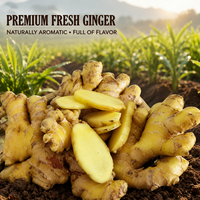 Gingembre frais de haute qualité de la marque JILIU, certifié GAP du Shandong, vente en gros en vrac, tailles 100-150g/150-200g/200-250g, emballage en carton de 25kg