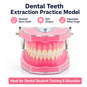 Modelo Dental con Todos los Dientes Extraíbles, Material de Gel de Sílice Suave - Modelo de Dientes Estándar para Estudio, Enseñanza y Demostración Dental - Product Image 5
