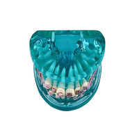 YOUYA DENTAL Nouveau Modèle Anatomique d'Orthodontie Dentaire pour l'Enseignement en Sciences Médicales, avec Supports Dentaires Standard en Résine, 2 Couleurs TM-212-A/B