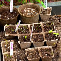 Pots de tourbe 12 grilles Pots de tourbe de démarrage de graines biodégradables plateaux de semis de germination pour plantes d'intérieur et d'extérieur outil de jardinage