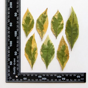 Hojas caídas manchadas Flores secas Especímenes de plantas en relieve Epoxi Marcapáginas hechos a mano Hojas Materiales Diy - Product Image 6