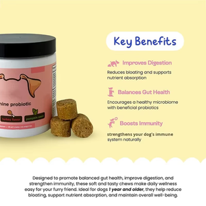Probiotiques OEM/ODM pour chiens, enzymes digestives pour la <span class=keywords><strong>flore</strong></span> <span class=keywords><strong>intestinale</strong></span>, santé digestive, <span class=keywords><strong>diarrhée</strong></span> et soutien intestinal, complément alimentaire pour chien, comprimés à mâcher - Product Image 4