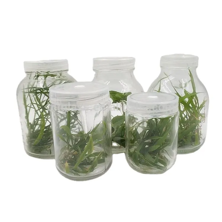 Groothandel 240Ml 350Ml Hydroponische Plantenvaas Lege Champignon Kweekfles Glas Weefsel Kweekvat Met Plastic Deksel