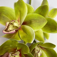 10 Têtes de Fleurs d'Orchidées Cymbidium Artificielles Tissées Effet Naturel Blanc Rose Style Bohème Pâques Noël Saint-Valentin