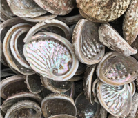 11-12cm Stock dégagé en gros populaire artisanat naturel coquille d'ormeau brut de mer pour bricolage décoration de la maison