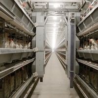 Cage à poules automatique de type H, cages à batterie galvanisées à chaud pour élevage de poules pondeuses, équipement avicole en Malaisie