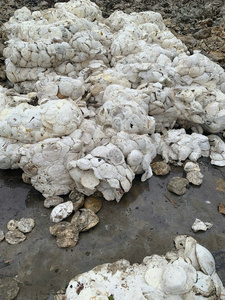 Copa de Vietnam 65-70% Goma de látex DRC de alta pureza Producto de precios globales competitivos - Product Image 3