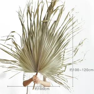 Toptan sıcak satış gerçek doğal Vilot mor işlenmiş kurutulmuş palmiye yaprakları Fan için düğün çiçek düzenleme