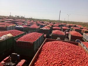 วางมะเขือเทศอินทรีย์ในซอสมะเขือเทศกลุ่มกลองที่ affordab - Product Image 6