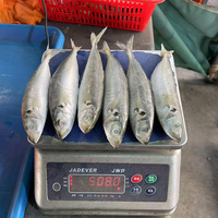 Produits de la mer congelés : Poisson Scad Rond, Scad Queue Jaune, Scad Rond de petite taille, Scad Rond à petits yeux, Scad Rond de pêche légère