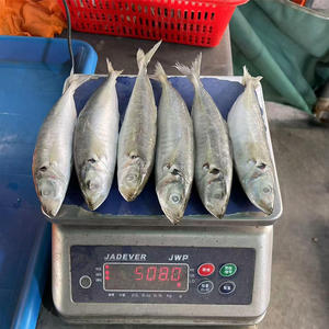 Produits de la <span class=keywords><strong>mer</strong></span> congelés : <span class=keywords><strong>Poisson</strong></span> Scad Rond, Scad Queue Jaune, Scad Rond de petite taille, Scad Rond à petits yeux, Scad Rond de pêche légère - Product Image 3