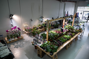 Chuyên Nghiệp <span class=keywords><strong>COB</strong></span> LED Phát Triển Ánh Sáng <span class=keywords><strong>20W</strong></span> /25W Quang Phổ Đầy Đủ Nhà Máy Bóng Đèn Cho Cây Con Thực Vật Ra Hoa, Nhà Kính Trong Nhà - Product Image 6