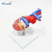 Modelo Anatómico de Corazón Humano de Tamaño Natural, Modelo de Corazón Desmontable para Enseñanza Cardiovascular, CE/ISO/ROHS/CNAS
