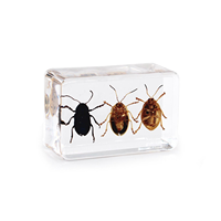 Set de Especímenes de Insectos en Resina, Muestra de Trilobites y Escarabajos Reales Encapsulados para la Enseñanza de Biología