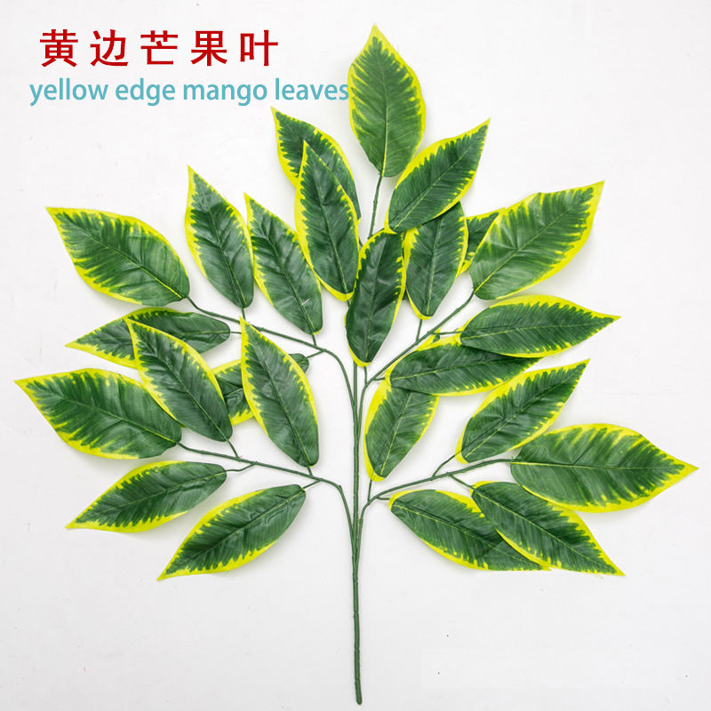 ใบมะม่วงขอบสีเหลือง