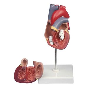 Modelli di Cuore Umano per Scienza Cardiologica, Anatomia e Medicina in Vendita - Product Image 5