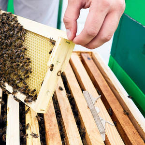 Piège transparent pour petits coléoptères avec design appâtable et réutilisable pour piéger les coléoptères dans les ruches - Product Image 6