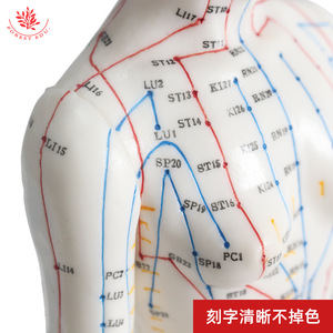 แบบจำลองจุดฝังเข็มสำหรับผู้หญิง พร้อมรหัสภาษาจีนและภาษาอังกฤษ พร้อมสัญลักษณ์เส้นลมปราณสีสันเต็มรูปแบบ ขนาด 48 ซม. - Product Image 3