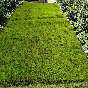 Nhà Máy Trực Tiếp Bán Kích Thước Lớn Nhân Tạo Moss Thảm Cho Thiết Kế Sân Vườn New Moos Cỏ Cây Cây Cho Ngày Valentine - Product Image 3