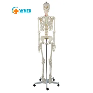 Adult human skeleton model 180CM standard medical art large skeleton model skeleton model