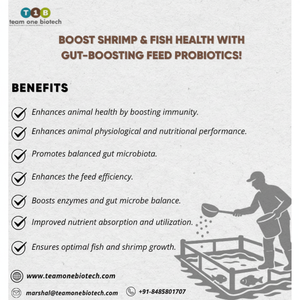 Probiotiques alimentaires durables pour l'élevage de crevettes pour des pratiques aquacoles saines - Product Image 1