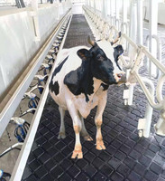 Tapis en caoutchouc pour bétail, pour vaches laitières / chevaux / porcs / bovins / écuries / boxes
